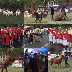 fete du chev 2016.jpg